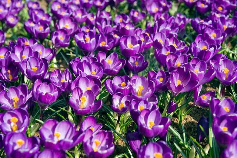 Crocus vernus Flower Record,Dutch Crocus 'Flower Record', Crocus 'Flower Record', Spring Bulbs, Spring Flowers , Giant crocus, purple crocus, early spring bulb